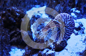 TheÃÂ Chambered nautilus or Nautilus pompilius in neon light in aquarium photo